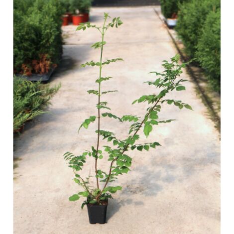  Bignonia Capensis "Tecomaria Capensis" Pianta Rampicante In Vaso H. 30/50 Cm