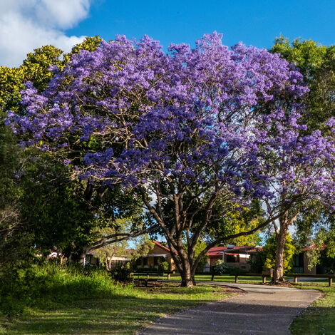  Jacaranda Mimosifolia - 100 - 120 Cm