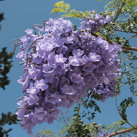  Jacaranda Mimosifolia - 100 - 120 Cm
