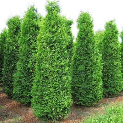 Thuja Occidentalis &8220Brabant&8221 - Ø 24 Cm
