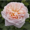  Belle Romantica