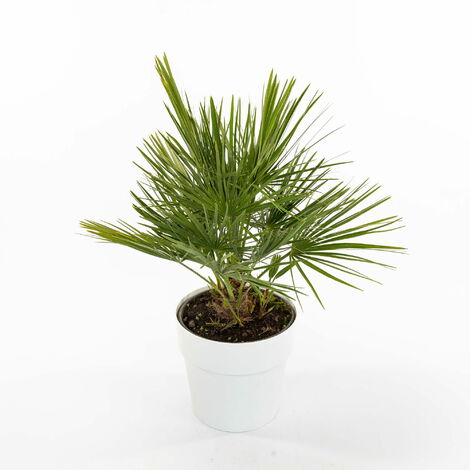  Chamaerops Humilis - Ø 22 Cm