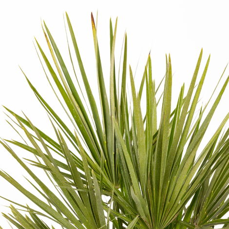  Chamaerops Humilis - Ø 22 Cm