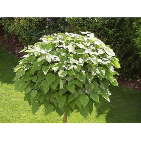  Catalpa Bignonioides "Albero Dei Sigari" Pianta In Vaso H. 60/80 Cm