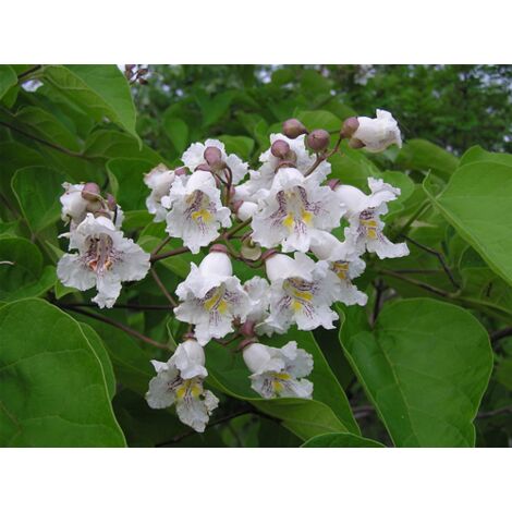  Catalpa Bignonioides "Albero Dei Sigari" Pianta In Vaso H. 60/80 Cm