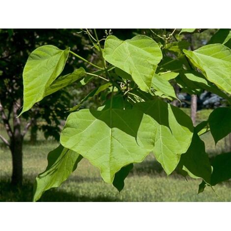  Catalpa Bignonioides "Albero Dei Sigari" Pianta In Vaso H. 60/80 Cm