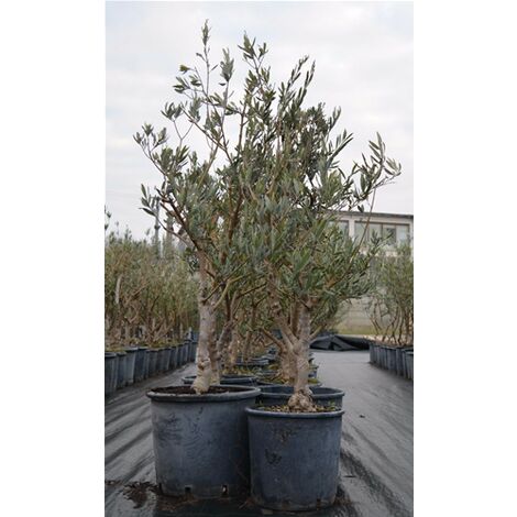  Bellissimi Alberi Di Ulivo Olivo Di 7 Anni Resistenti Al Freddo H. 40/80 Cm Con Circonferenza Tronco 13/15 Cm Circonferenza Tronco 13/15 Cm Non Specificato