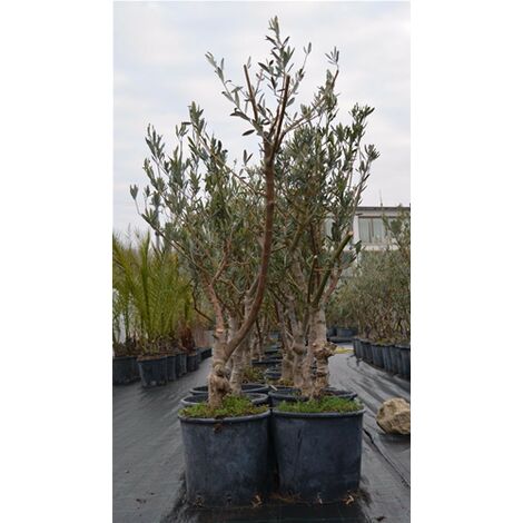 Bellissimi Alberi Di Ulivo Olivo Di 7 Anni Resistenti Al Freddo H. 40/80 Cm Con Circonferenza Tronco 13/15 Cm Circonferenza Tronco 13/15 Cm Non Specificato