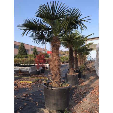  Bellissime Palme Da Giardino Palma In Vaso 70 Cm H. 150/160 Cm FOTO REALE