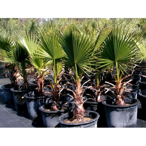  Palma "Washingtonia Filifera" Palma Californiana In Vaso 9 Cm