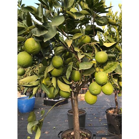  Pianta Di Agrumi Di Sicilia Limone 12 Anni In Mastellino 40 Cm ( Foto Reali ) Limone