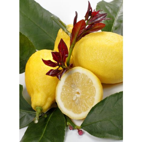 Pianta Di Agrumi Di Sicilia Limone 12 Anni In Mastellino 40 Cm ( Foto Reali ) Limone