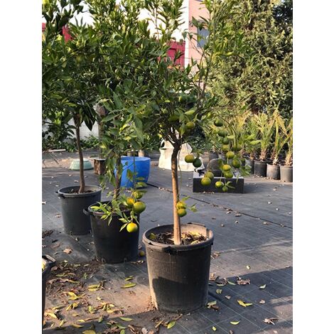  Pianta Di Agrumi Di Sicilia Limone 12 Anni In Mastellino 40 Cm ( Foto Reali ) Limone