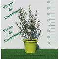  Bellissimi Alberelli Di Ulivo Olivo In Vaso Nuovo Vari Colori Circonferenza Tronco 7/9 Cm Circonferenza Tronco 7/9 Cm
