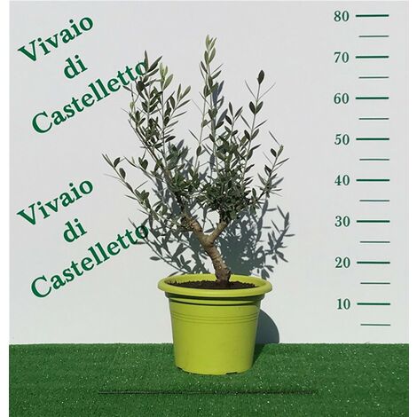  Bellissimi Alberelli Di Ulivo Olivo In Vaso Nuovo Vari Colori Circonferenza Tronco 7/9 Cm Circonferenza Tronco 7/9 Cm