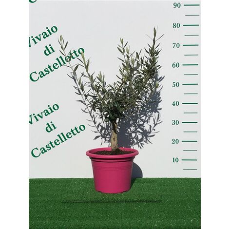 Bellissimi Alberelli Di Ulivo Olivo In Vaso Nuovo Vari Colori Circonferenza Tronco 7/9 Cm Circonferenza Tronco 7/9 Cm