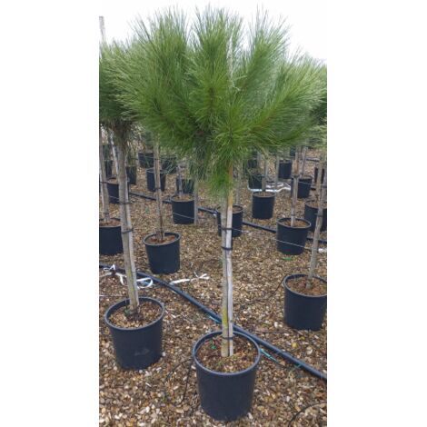  Pino Da Pinoli Domestico "Pinus Pinea" Pianta In Vaso 36 Cm H. 120/140 Cm