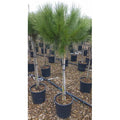  Pino Da Pinoli Domestico "Pinus Pinea" Pianta In Vaso 36 Cm H. 120/140 Cm