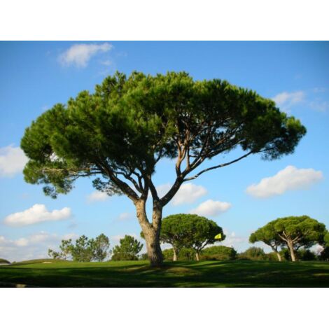  Pino Da Pinoli Domestico "Pinus Pinea" Pianta In Vaso 36 Cm H. 120/140 Cm
