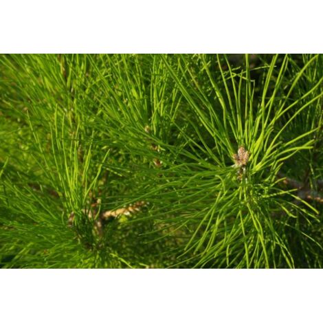  Pino Da Pinoli Domestico "Pinus Pinea" Pianta In Vaso 36 Cm H. 120/140 Cm