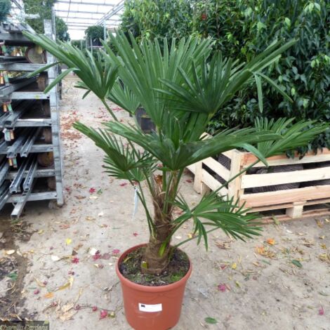  Palma Cinese A Ventaglio "Trachycarpus Fortunei" Pianta In Vaso 9 Cm