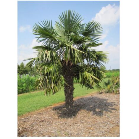  Palma Cinese A Ventaglio "Trachycarpus Fortunei" Pianta In Vaso 9 Cm