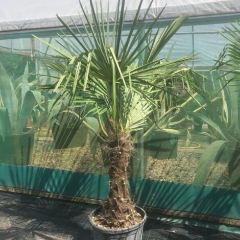  Palma Cinese A Ventaglio "Trachycarpus Fortunei" Pianta In Vaso 9 Cm