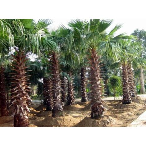  Palma Messicana "Washingtonia Robusta" Pianta In Vaso 9 Cm