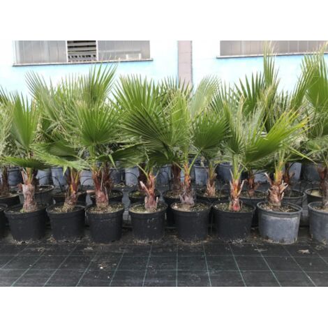  Palma Messicana "Washingtonia Robusta" Pianta In Vaso 9 Cm