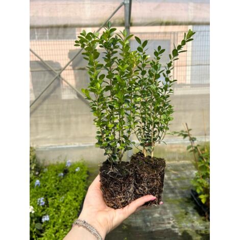 Bosso "Buxus Microphylla Faulkner" Pianta In Vaso 9 Cm