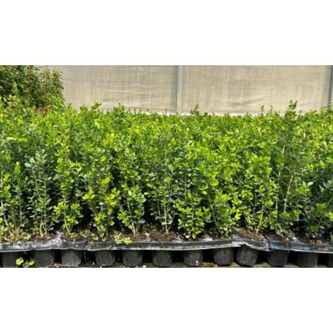  Bosso "Buxus Microphylla Faulkner" Pianta In Vaso 9 Cm