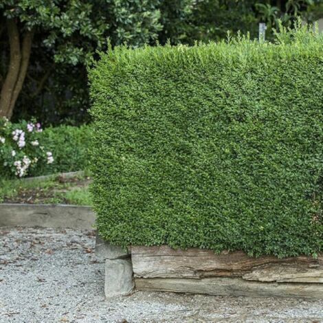  Bosso "Buxus Microphylla Faulkner" Pianta In Vaso 9 Cm