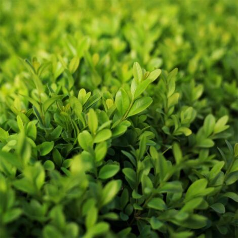  Bosso "Buxus Microphylla Faulkner" Pianta In Vaso 9 Cm