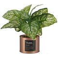  Pianta Decorativa Home Rame Lattina Metallo Plastica (26 X 26 X 26 Cm)