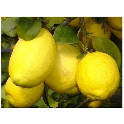  Limone Imperiale Cespuglio