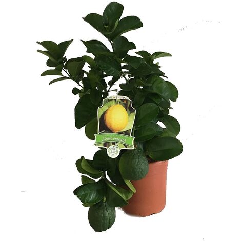  Limone Imperiale Cespuglio