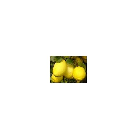  Limone Imperiale Cespuglio