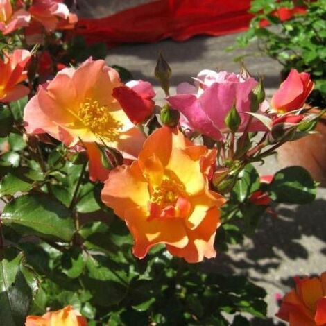  Chinensis Mutabilis