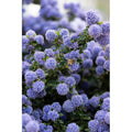  Ceanoto "Ceanothus Thyrsiflorus Repens" Lilla' Della California Pianta In Vaso 11 Cm