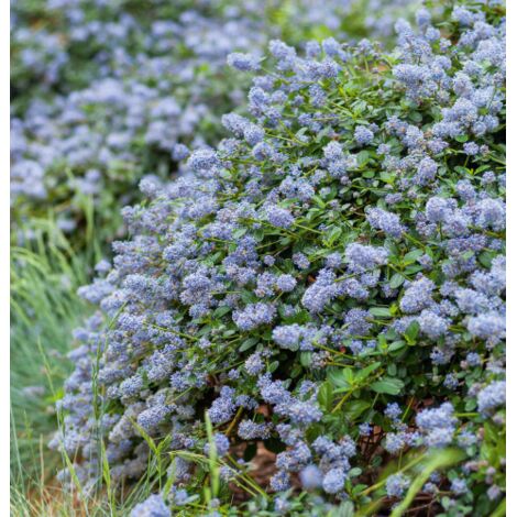  Ceanoto "Ceanothus Thyrsiflorus Repens" Lilla' Della California Pianta In Vaso 11 Cm