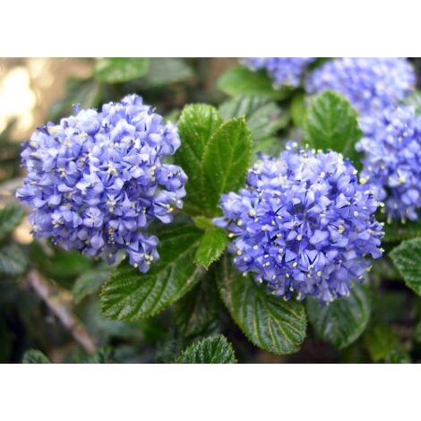  Ceanoto "Ceanothus Thyrsiflorus Repens" Lilla' Della California Pianta In Vaso 11 Cm