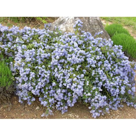  Ceanoto "Ceanothus Thyrsiflorus Repens" Lilla' Della California Pianta In Vaso 11 Cm