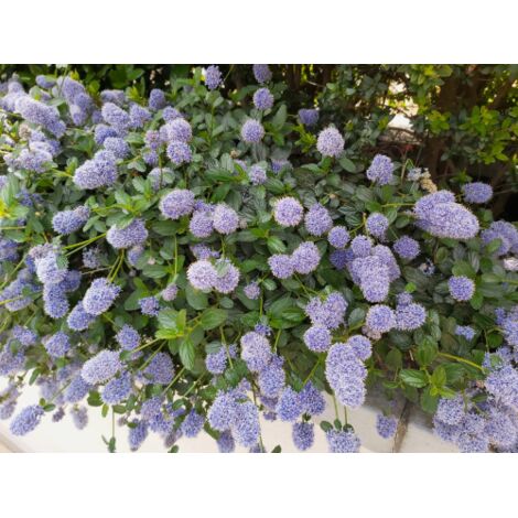  Ceanoto "Ceanothus Thyrsiflorus Repens" Lilla' Della California Pianta In Vaso 11 Cm