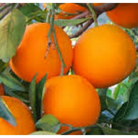 Albero Arancio Navel - Agrumi