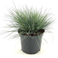  Festuca Blu "Festuca Glauca Elijah Blue" Pianta In Vaso 14 Cm