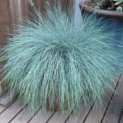  Festuca Blu "Festuca Glauca Elijah Blue" Pianta In Vaso 14 Cm