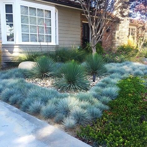  Festuca Blu "Festuca Glauca Elijah Blue" Pianta In Vaso 14 Cm