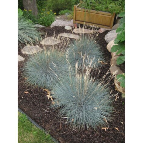  Festuca Blu "Festuca Glauca Elijah Blue" Pianta In Vaso 14 Cm