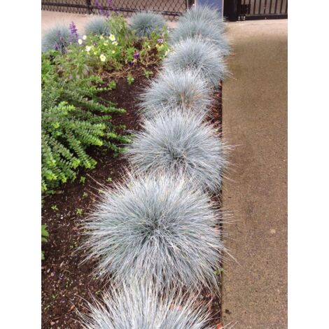  Festuca Blu "Festuca Glauca Elijah Blue" Pianta In Vaso 14 Cm
