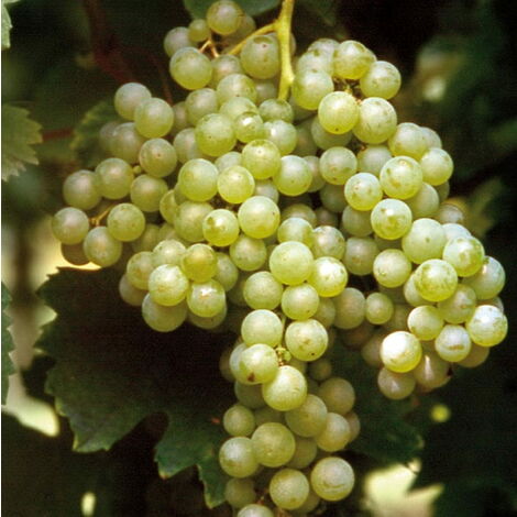  Uva Da Vino Bianco "Malvasia Di Candia"